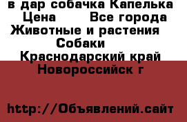 в дар собачка Капелька › Цена ­ 1 - Все города Животные и растения » Собаки   . Краснодарский край,Новороссийск г.